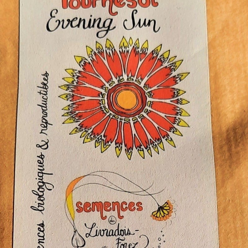 sachets de 35 graines de Tournesol Evening Sun