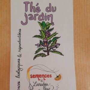 Thé des jardins (Dracocephalum moldavicum)
