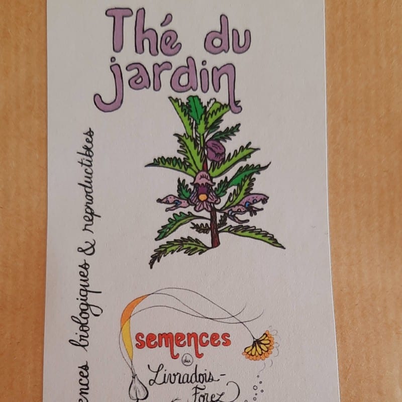 sachet de 50 graines de thé des jardins ou Dracocephalum moldavicum