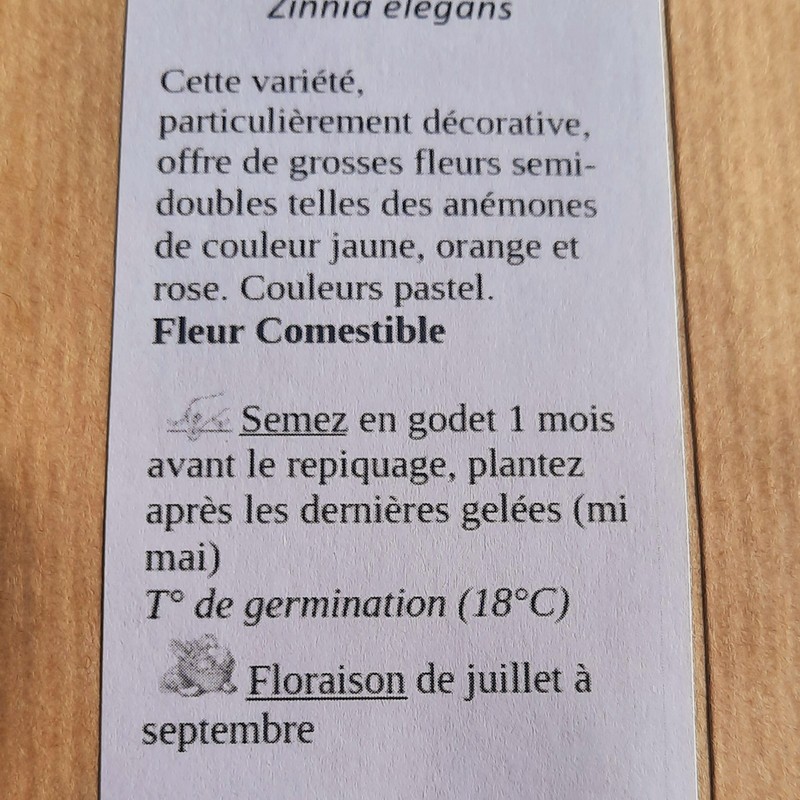 sachet de 50 graines de fleurs de Zinnia elegans