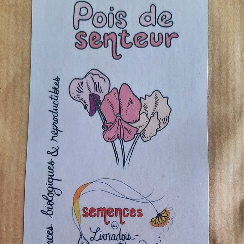 sachet de 25 graines de pois de senteur