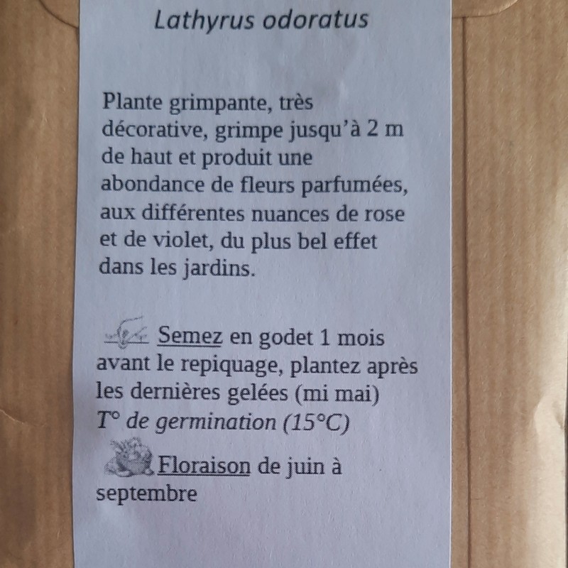 graines de Lathyrus odoratus