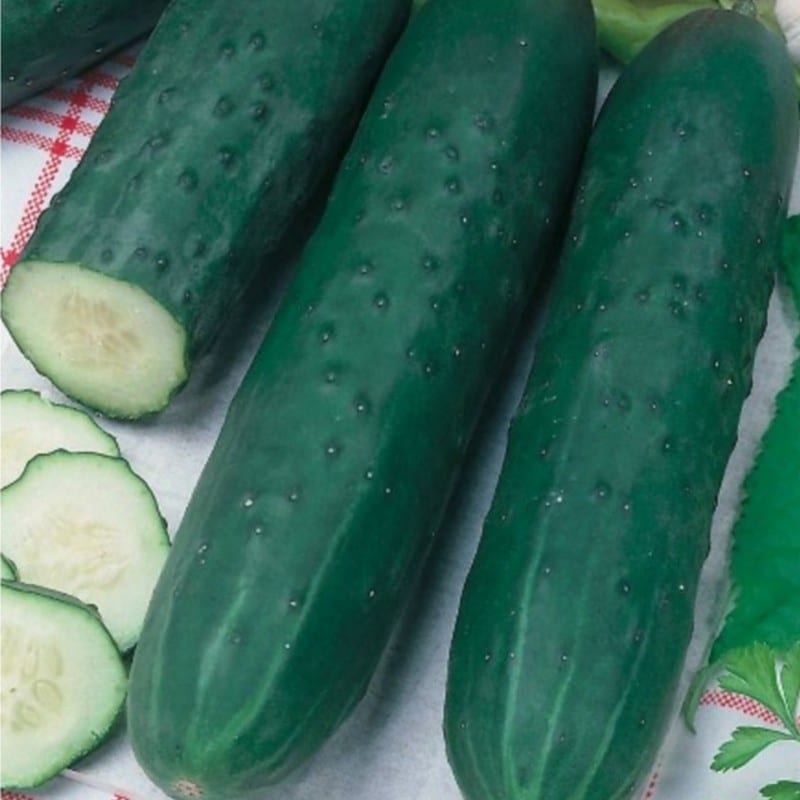 graines de concombre vert