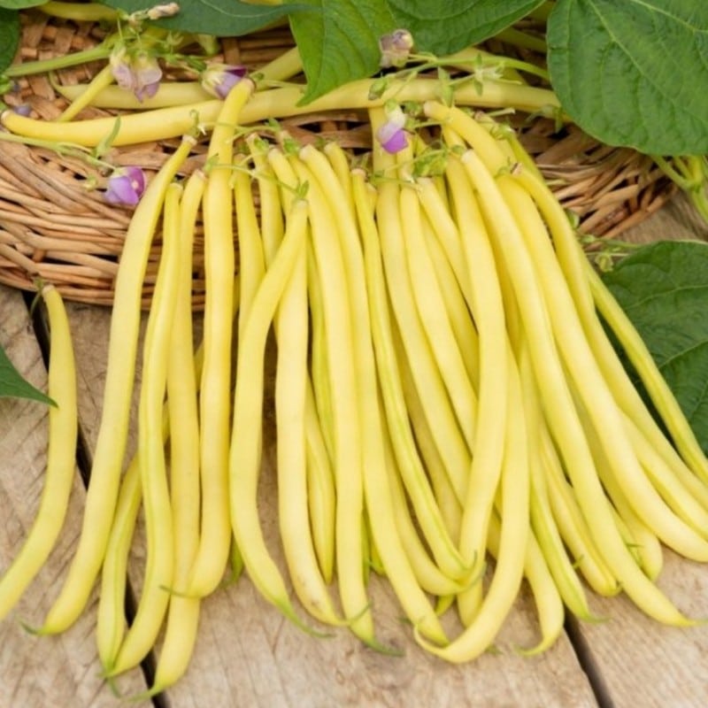 graines de haricot beurre