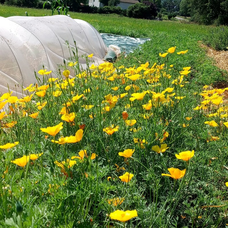 Pavot Californien (Eschscholzia californica) – Image 3