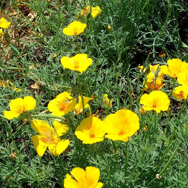 Pavot Californien (Eschscholzia californica) – Image 4