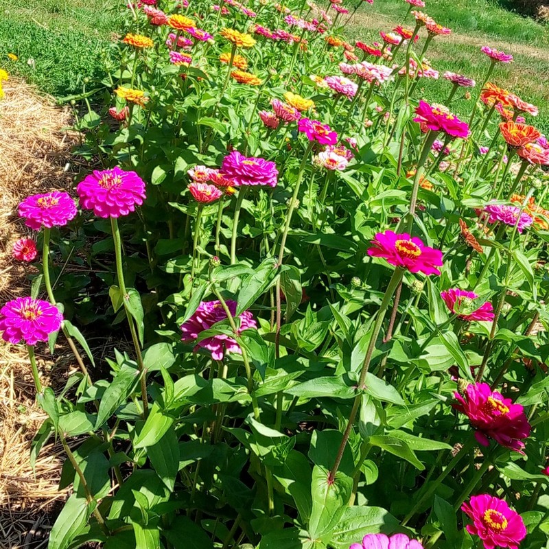 Zinnia élégante en mélange (Zinnia elegans) – Image 3