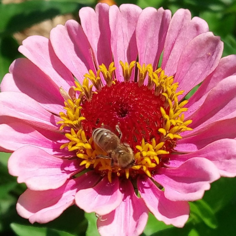 Zinnia élégante en mélange (Zinnia elegans) – Image 4